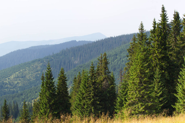 Fichtenwald in den ukrainischen Karpaten. nachhaltiges klares Ökosystem - Foto, Bild