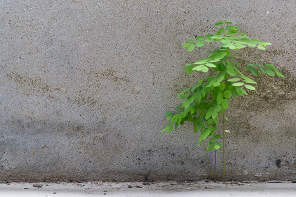 Grunge concrete wall and green plant. - Foto, afbeelding