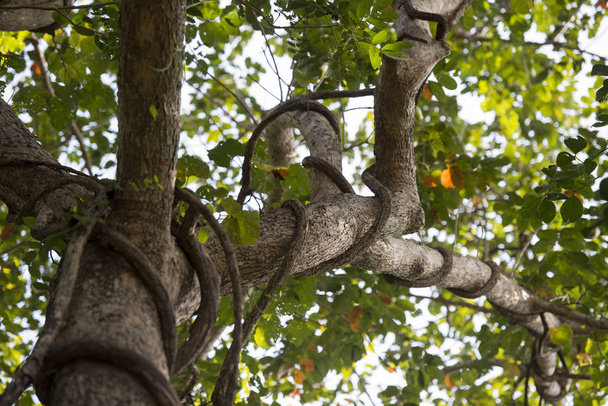 forêt et plantes dans le parc national Phu Phra Bat
 - Photo, image