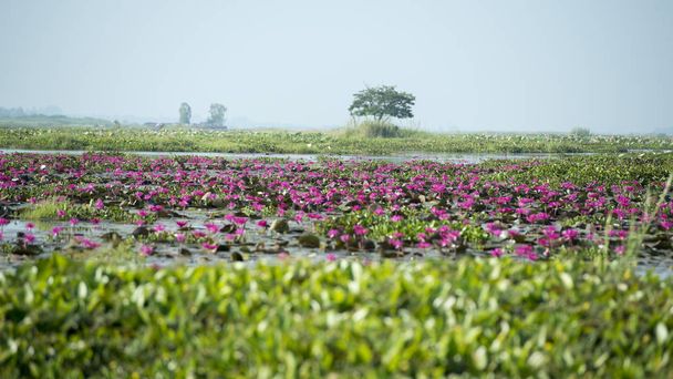 A Lotus Lake Kumphawapi Thaiföldön - Fotó, kép