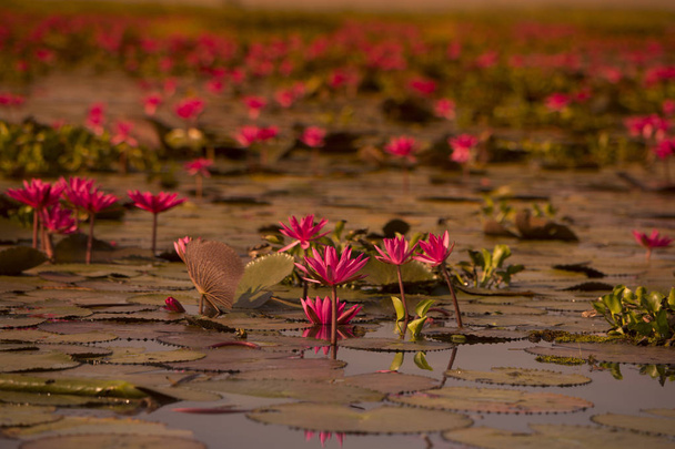 O Lago Lotus de Kumphawapi na Tailândia
 - Foto, Imagem