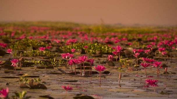 Tayland Kumphawapi Lotus Gölü - Fotoğraf, Görsel