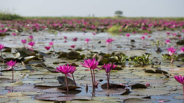 The Lotus Lake of Kumphawapi in Thailand - Фото, изображение