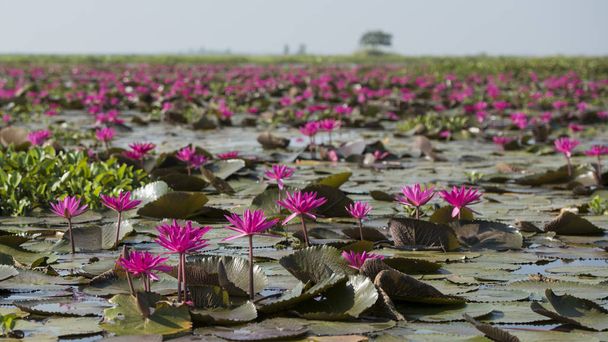 Лотосное озеро Фахавапи в Таиланде
 - Фото, изображение