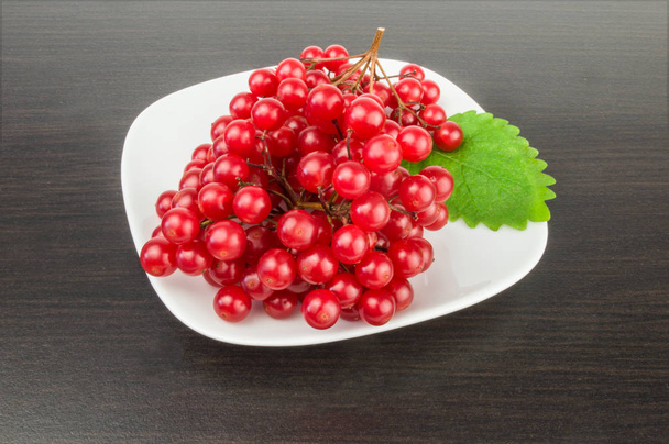 Viburnum with red berries  - Photo, Image