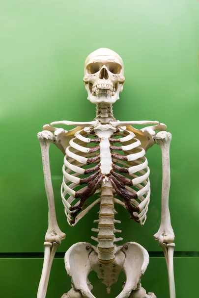 skeleton model in museum - Photo, Image