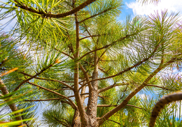 Ветви сосны - Фото, изображение
