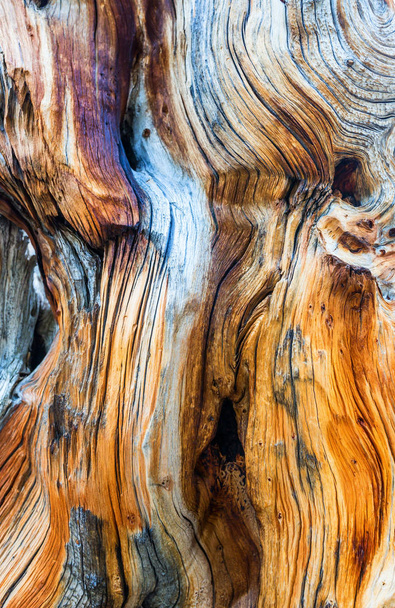corte de toco de árvore seca
 - Foto, Imagem