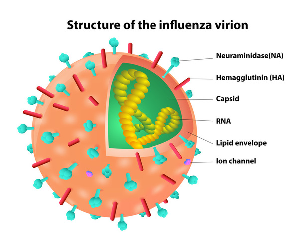 δομή του το virion γρίπης. ιού. διάνυσμα - Διάνυσμα, εικόνα
