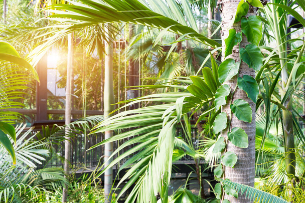 植物温室ガーデン - 写真・画像