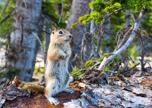 cute ground squirrel - Photo, Image