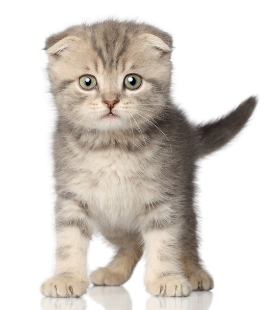 Scottish fold kitten - 写真・画像