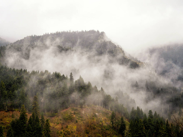 霧の中で木々 と山 - 写真・画像