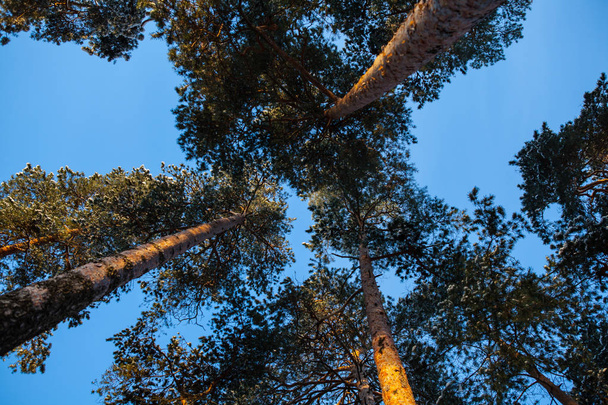 winter trees of the sky - Foto, Bild