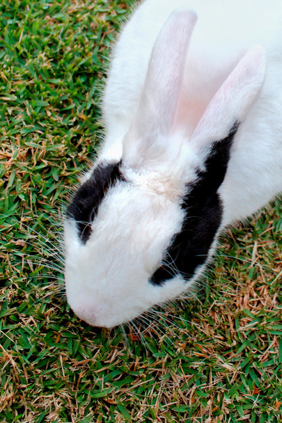 Cabeza de conejo detalle en hierba
 - Foto, imagen