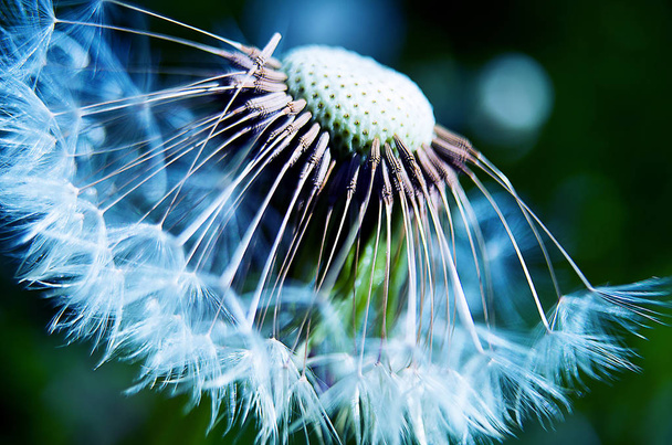 Gentle Dandelion fluff macro - Photo, Image