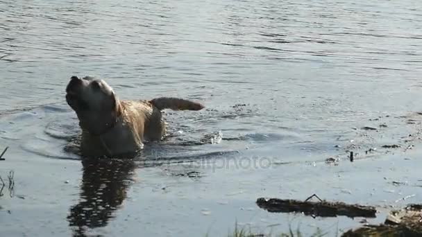 Cão molhado em pé no rio e sacudindo água de sua pele na natureza. Golden retriever ou labrador depois de nada no lago. Movimento lento
 - Filmagem, Vídeo