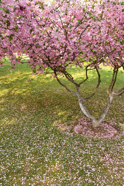 Ağaç Pembe çiçek açan çiçekler tam - Fotoğraf, Görsel