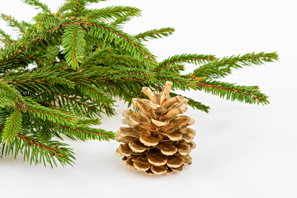 Golden pine cone with conifer - Photo, Image