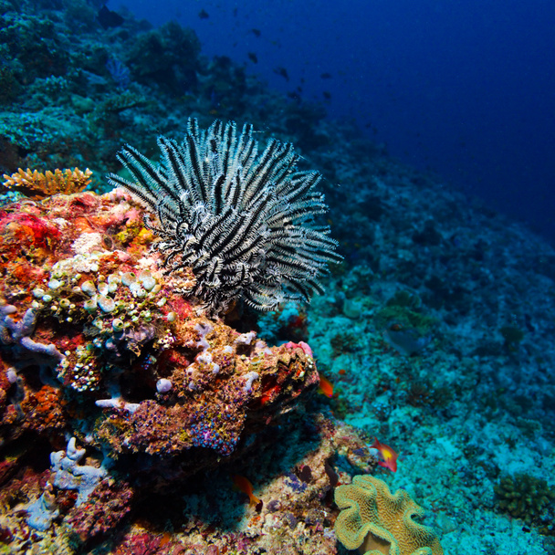 Sea Lilie trooppisella koralliriutalla
 - Valokuva, kuva