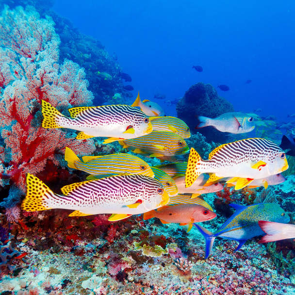 Тропические рыбы вблизи красочного кораллового рифа
 - Фото, изображение