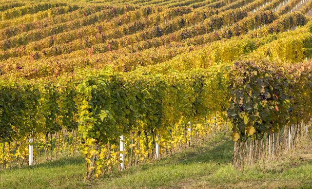 Ряды золотого винограда в винограднике в солнечный день
 - Фото, изображение