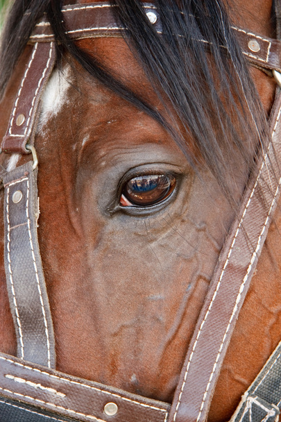 oko konia - Zdjęcie, obraz