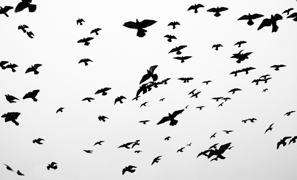 sylwetki ptaków - Zdjęcie, obraz