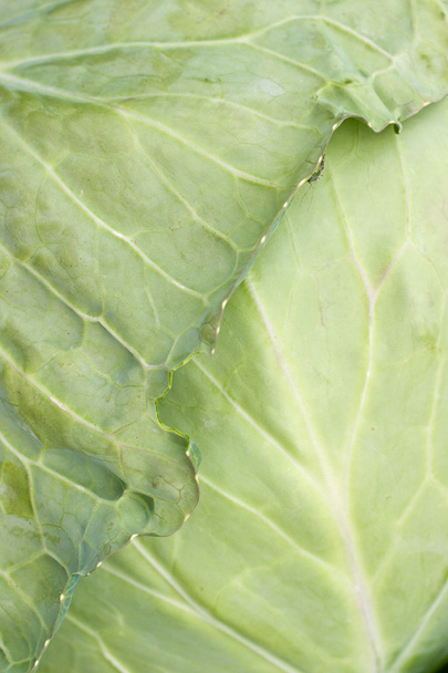 Cabbage leaf with bug - Photo, Image
