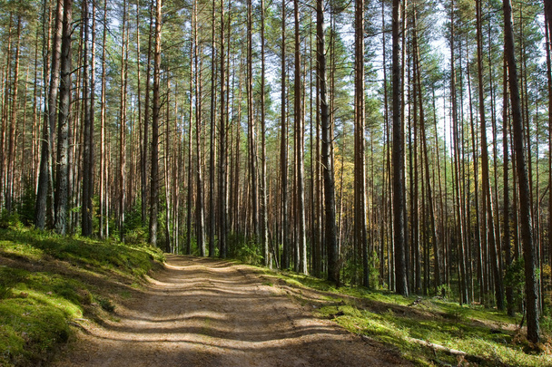 Camino forestal
 - Foto, imagen