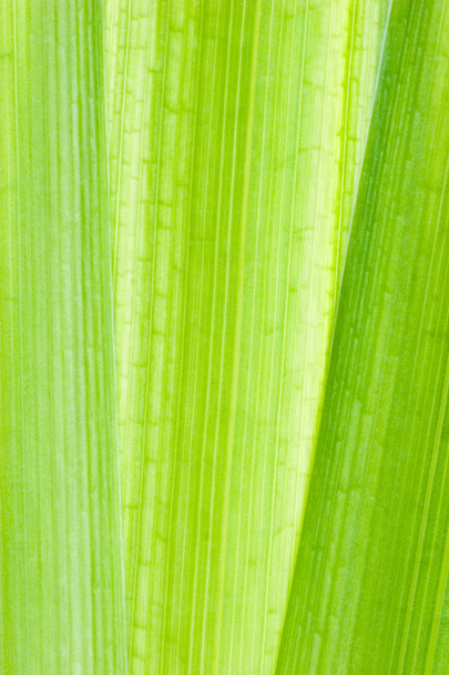 Záběr makra zeleného listu - Fotografie, Obrázek