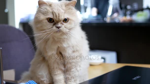 Moto di gatto persiano che paga giocattolo sul tavolo
 - Filmati, video