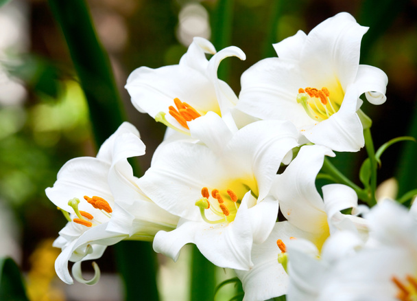 Белые лилии
 - Фото, изображение