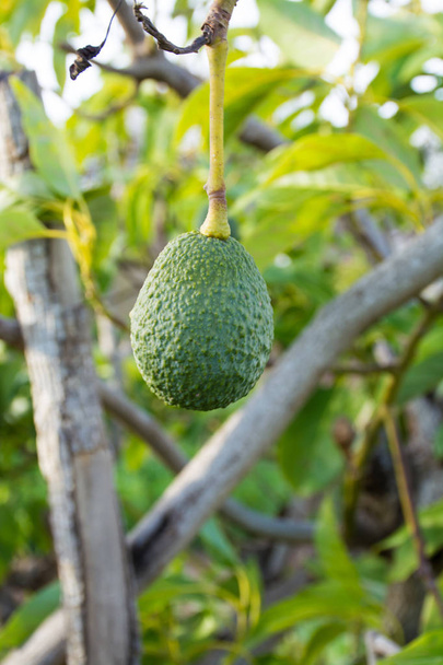 緑熟したアボカド アボカドの木のプランテーション - 健康食品 - 写真・画像