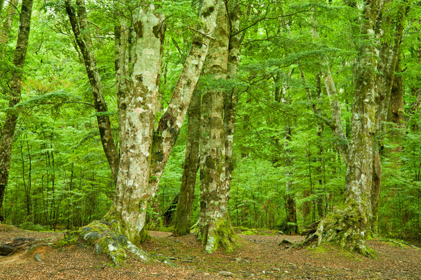 πυκνό τροπικό δάσος - Φωτογραφία, εικόνα