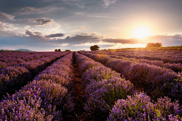 Sonnenuntergang über Lavendelfeld - Foto, Bild