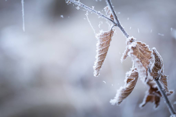Beautiful frozen tree branch with  dead leaves - Fotografie, Obrázek