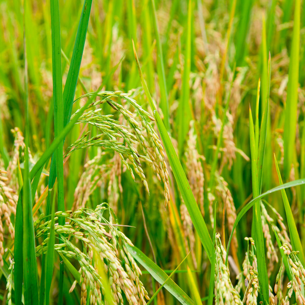 Reisfelder - Foto, Bild