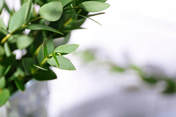 Green eucalyptus branch - Фото, зображення