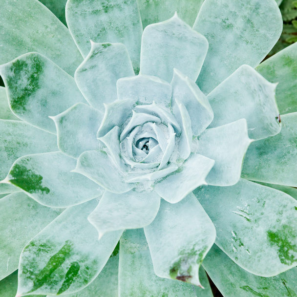 pianta succulenta
 - Foto, immagini