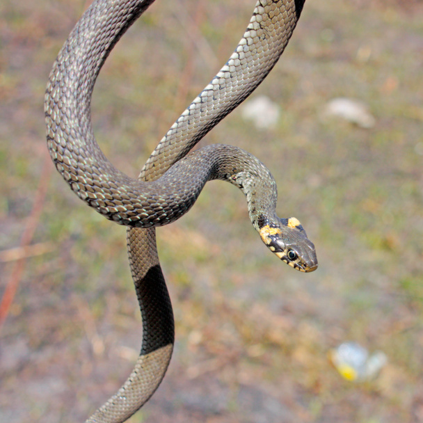 Ruoho käärme t
 - Valokuva, kuva