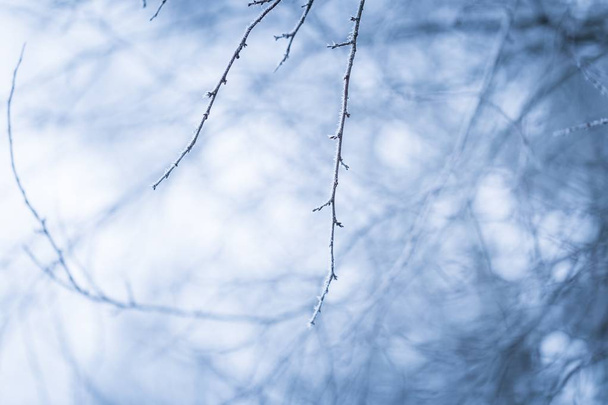 Tree twig with rime - Valokuva, kuva