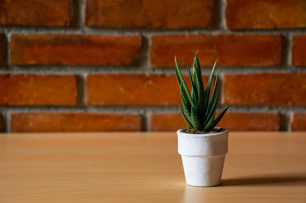 Closeup Green plant on pot for decorate on Red brick wall - Zdjęcie, obraz
