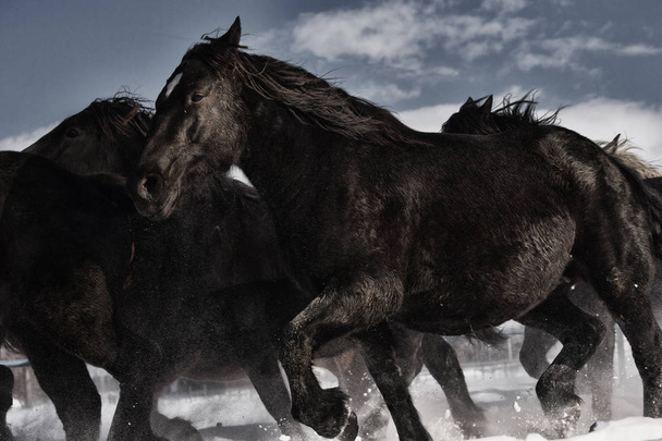 juoksevat hevoset talvella
 - Valokuva, kuva