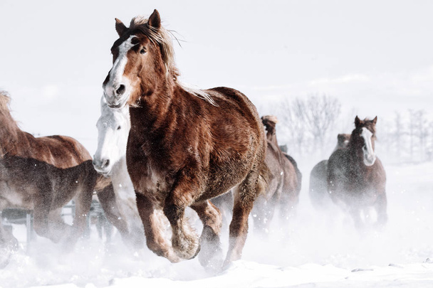 Laufpferde im Winter - Foto, Bild