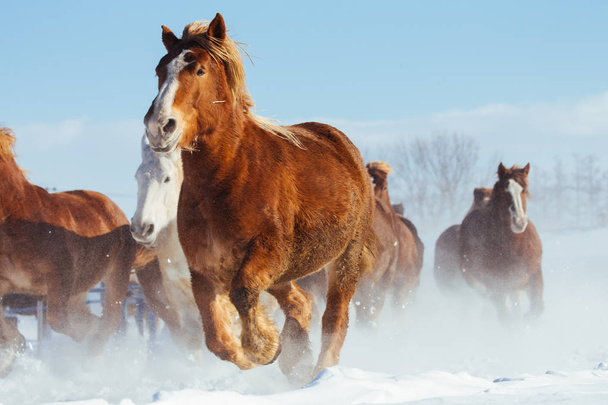 correr caballos en invierno
 - Foto, Imagen