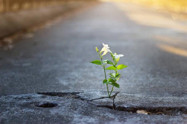 fleur blanche poussant sur la rue fissurée, mise au point douce, texte vierge
 - Photo, image