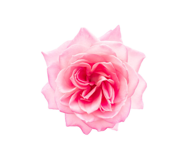 vaaleanpunainen ruusu eristetty - Valokuva, kuva