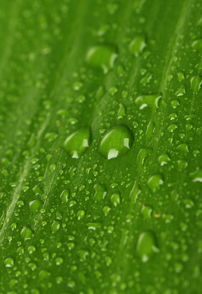 Beautiful green leaf with drops of water close-up - Foto, afbeelding