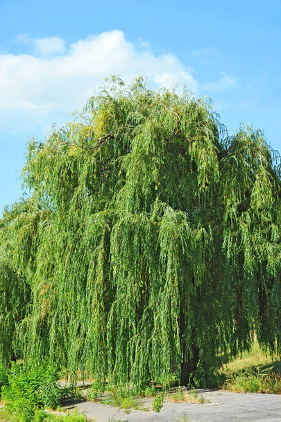 Huilwilgenboom - Foto, afbeelding